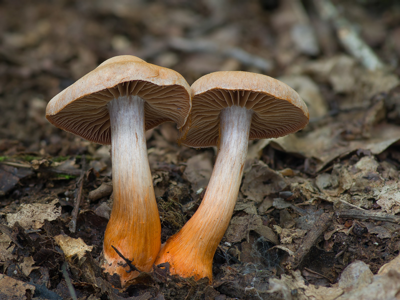 Cortinarius bulliardii